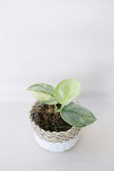 scindapsus jade satin yellow variegata